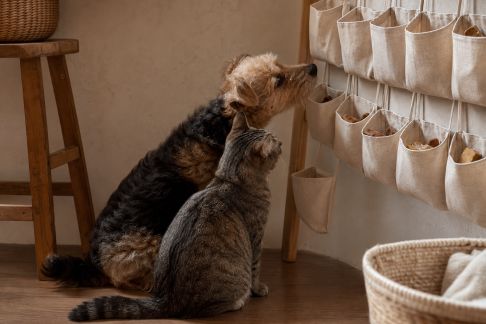 Le calendrier de l’Avent pour animaux : faire patienter chiens et chats avant Noël